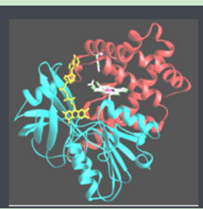 茴香酰胺-聚乙二醇-过氧化氢酶 