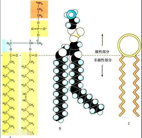二硬脂酰基磷脂酰胆碱-双硫键-醛基 二硬脂酰基磷脂酰胆碱-双硫键-醛基