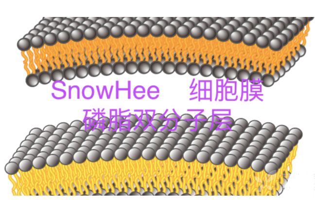 DPPC-PEG-Leu DPPC-PEG-Leu