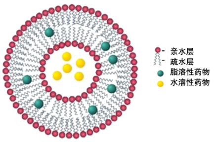 CY7标记PEG化阳离子脂质体