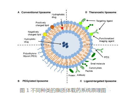 脂质体包裹MOF负载酶 脂质体包裹MOF负载酶