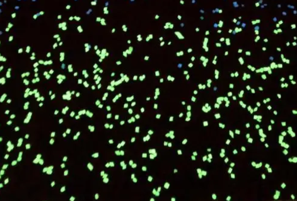 FITC-Biotin 
