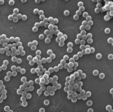 单分散链霉亲和素磁珠