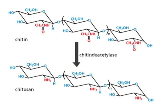 Methacrylate-PEG-CS