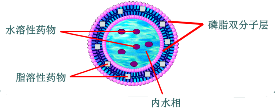 卡培他滨—奥沙利铂复方脂质体