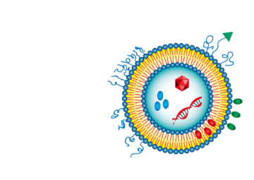 姜黄素靶向脂质体 姜黄素靶向脂质体