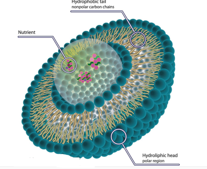 二氢卟吩e6脂质体