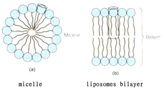 白藜芦醇脂质体