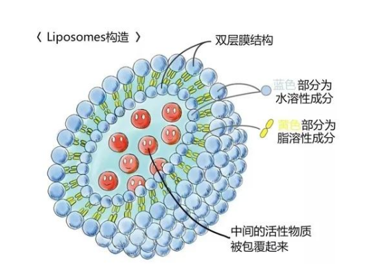 靶向长春新碱纳米脂质体