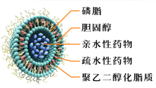 甲氨蝶呤脂质体
