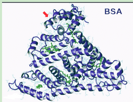 BSA-PEG-Dopamine
