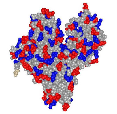 BSA-PEG-Methotrexate BSA-PEG-Methotrexate