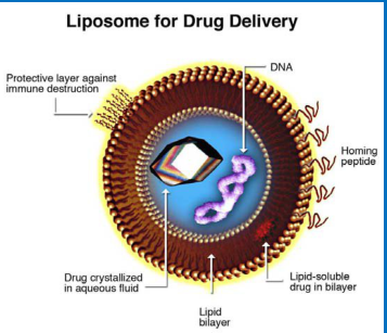 DOPG:DOPC (0.5:99.5) Liposomes 