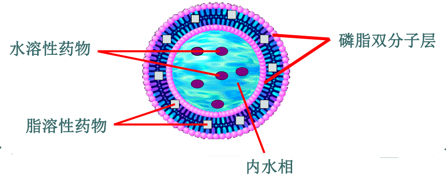 DOTAP:DOPC (5:95) Liposomes 
