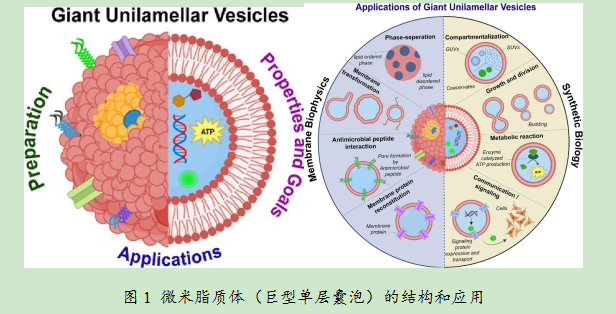 全氟烷类微米囊泡造影剂