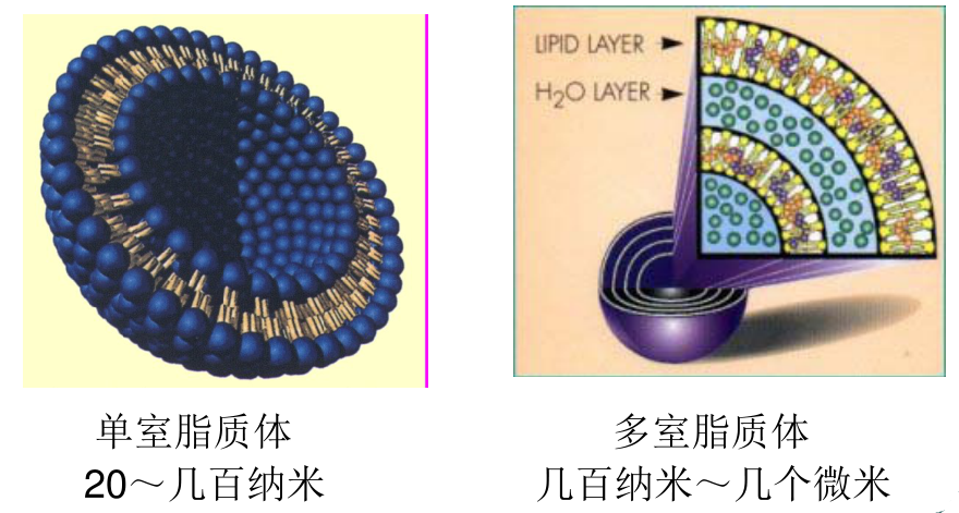 聚(2-乙基-2-噁唑啉)-胆固醇氯甲酸酯修饰盐酸阿霉素脂质体