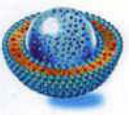 脂质体递送survivin靶向分子