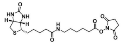 Biotin-LC-NHS N-琥珀酰亚氨基6-生物素氨己酸 Biotin-LC-NHS N-琥珀酰亚氨基6-生物素氨己酸