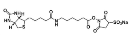 水溶性活性酯长链生物素;生物素酰氨基己酸-3-磺酸基-N-羟基琥珀酰亚胺酯 水溶性活性酯长链生物素;生物素酰氨基己酸-3-磺酸基-N-羟基琥珀酰亚胺酯