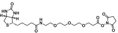 CAS 1253286-56-4；生物素三聚乙二醇活性酯；Biotin-PEG3-NHS ester