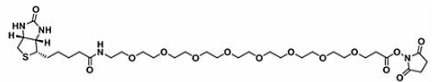 生物素八聚乙二醇活性酯；Biotin-PEG8-NHS ester；(+)-Biotin-PEG8-NHS Ester