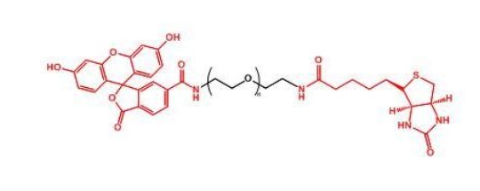 荧光素聚乙二醇生物素 FITC-PEG-Biotin