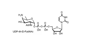 udp-4n-D-FUCNAc  