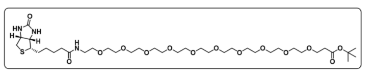 Biotin-PEG10-Boc