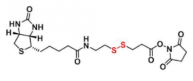 Biotin-SS-NHS，生物素-二硫-活性酯
