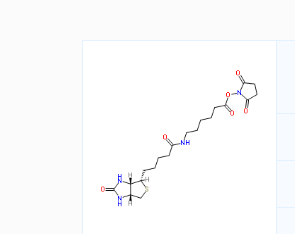 CAS号：72040-63-2；生物素-X，琥珀酰亚胺酯，可用于合成 PROTAC 分子