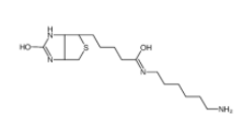 N-生物素基-1,6-己二胺	 