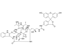 	Phalloidin-FITC 
