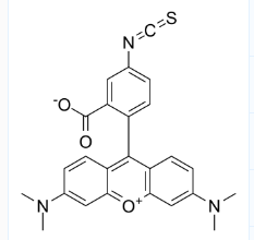 CAS号：80724-19-2；5-TRITC；四甲基罗丹明-5-异硫氰酸