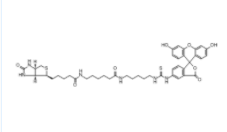 Fluorescein Biotin 