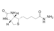   Biotin hydrazide HCl 