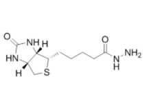 生物素酰肼	 