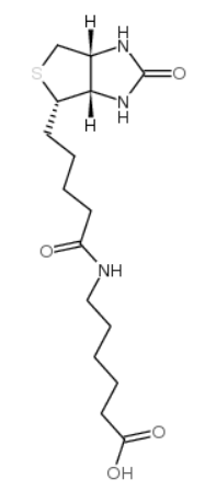 N-生物素己酸	 
