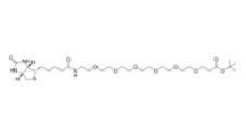 Biotin-peg6-t-butylester 