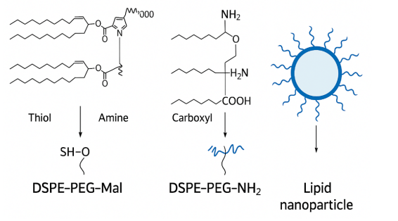 DSPE-PEG-Mal和DSPE-PEG-NHS的反应示意图