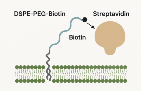 DSPE-PEG-Biotin 与 Streptavidin 的结合机制