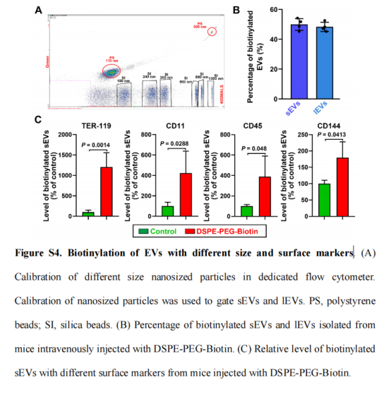 DSPE-PEG-Biotin结合亲和素分子制备脂质体用于超声研究