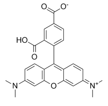5-羧基四甲基罗丹明 5-羧基四甲基罗丹明