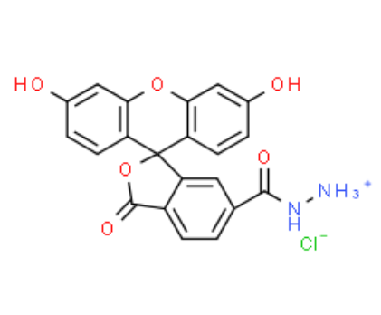 FAM hydrazide 6-isomer 