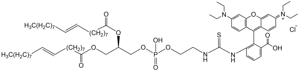 DOPE-RB，罗丹明B标记磷脂酰乙醇胺