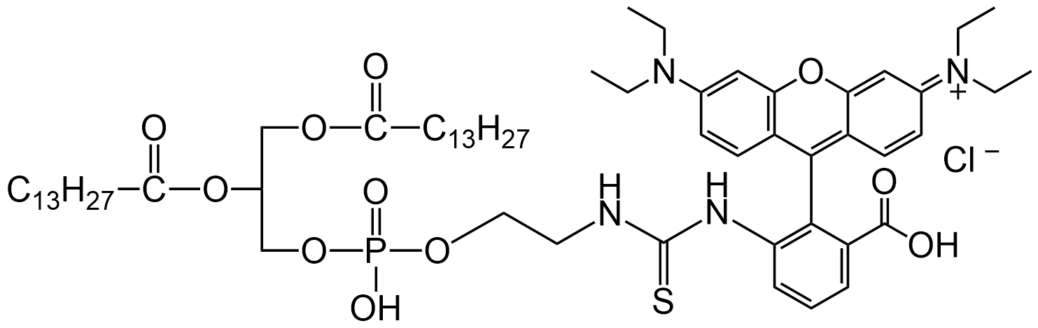 DMPE-RB，罗丹明B标记磷脂酰乙醇胺