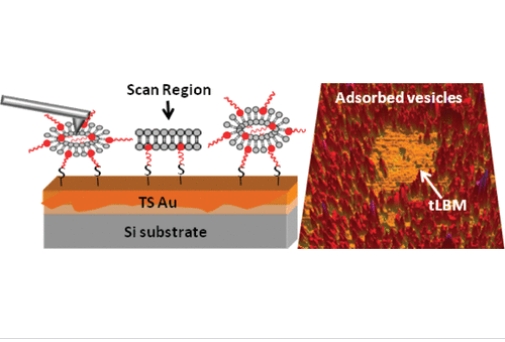 DSPE-PEG-PDP DSPE-PEG-PDP