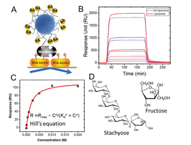 DMPE-PEG-Biotin 掺入脂质体的构建策略 DMPE-PEG-Biotin 掺入脂质体的构建策略