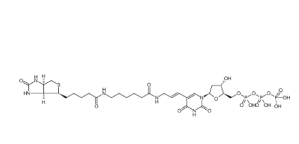 Biotin-11-dUTP Biotin-11-dUTP