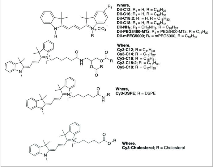Cy3-DSPE