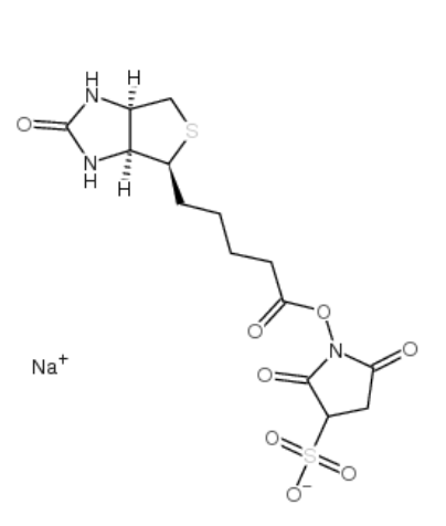 生物素 3-磺酸基-N-羟基琥珀酰亚胺钠盐 